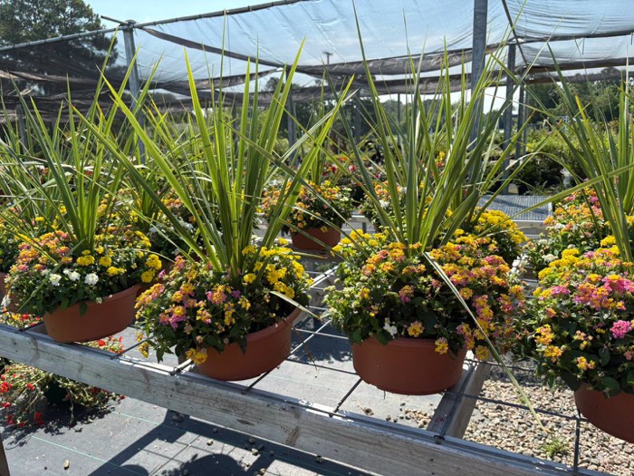 Hanging baskets of flowers at B's Greenhouses