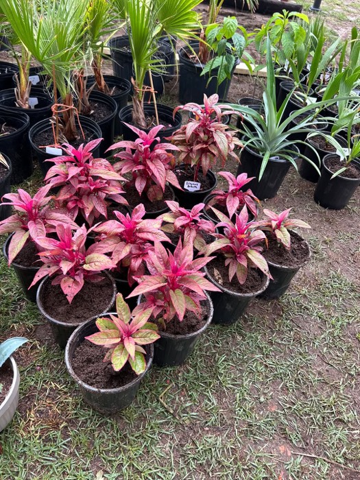 Potted Dragon's Breath and palms at C&K's Tropical Palm Patch