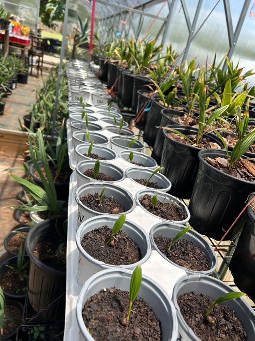 Rows of palm seedlings in the greenhouse at C&K's Tropical Palm Patch