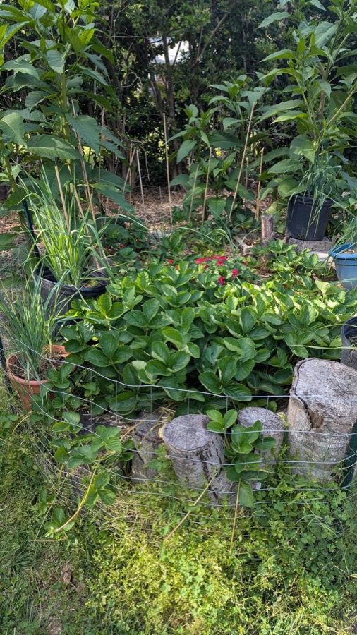 A corner of the acre with strawberries, herbs, and young trees in pots